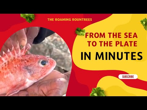 The Fastest Fish Market in Morocco: Experience Fresh Seafood Like Never Before!