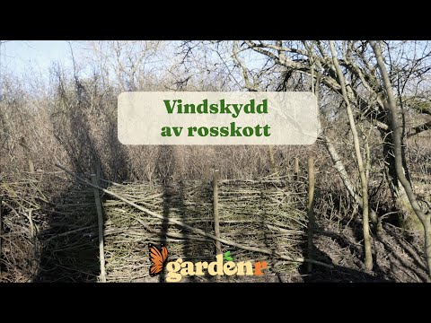 Windshield of rose shoots - Gardenhacks by GardenR