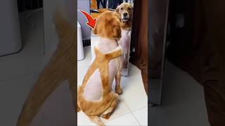 Download lagu He Wanted Cool… But Got THIS Instead 🤦‍♂️🐾📌 #shorts mp3