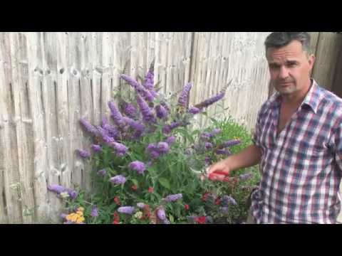 Antony's Gardening Tips - Buddleja