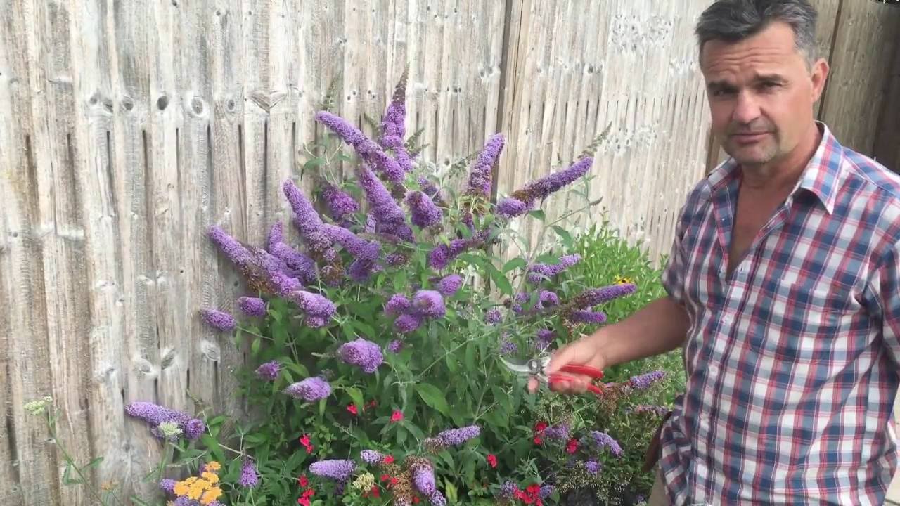Antony's Gardening Tips - Buddleja - YouTube