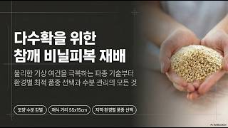 [농사정보] 참깨_비닐피복 재배의 장점