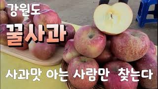 강원도 (꿀)사과! 한번 먹어보면 다른 사과는 못먹습니다.