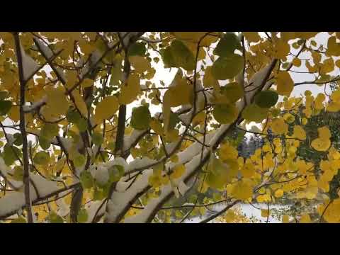 09-08-2020 Aspen, CO - September Snow Through Yellow Aspen in Colorado