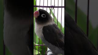 Download lagu Pancingan Suara Lovebird Batman mp3 Download lagu Pancingan Suara Lovebird Batman mp3