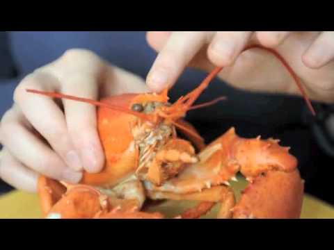 Lobster Anatomy Lesson