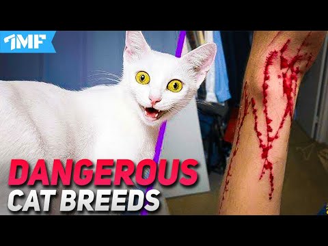 Top 10 DANGEROUS CAT BREEDS IN THE WORLD