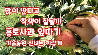 홍로사과 잎따기 어떻게 따야 좋을까?