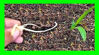 How To Grow Corn From Seed At Home | Corn Seed Germination