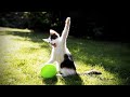 Funny Cats VS Balloons