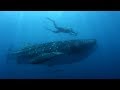 How Do You Become A Marine Biologist BBC Earth Explore