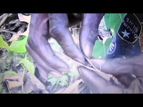 Coffee Shop - A.P. (Rip Van Smizle , Weed olympics mixtape)