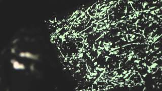 PHONOSCENE #15 // AMENRA // FULLSET