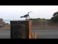 Paradise Lost & Found - Just Jack - featuring the EVO