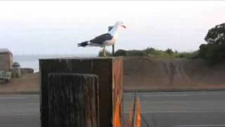 Paradise Lost &amp; Found - Just Jack - featuring the EVO