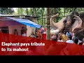 Elephant pays tribute to its mahout at funeral in Kerala