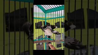 Download lagu Suara burung kapasan kemiri jos #shorts #suaraburungkapAsan mp3