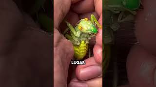 El cambio más increíble de la naturaleza 🤯