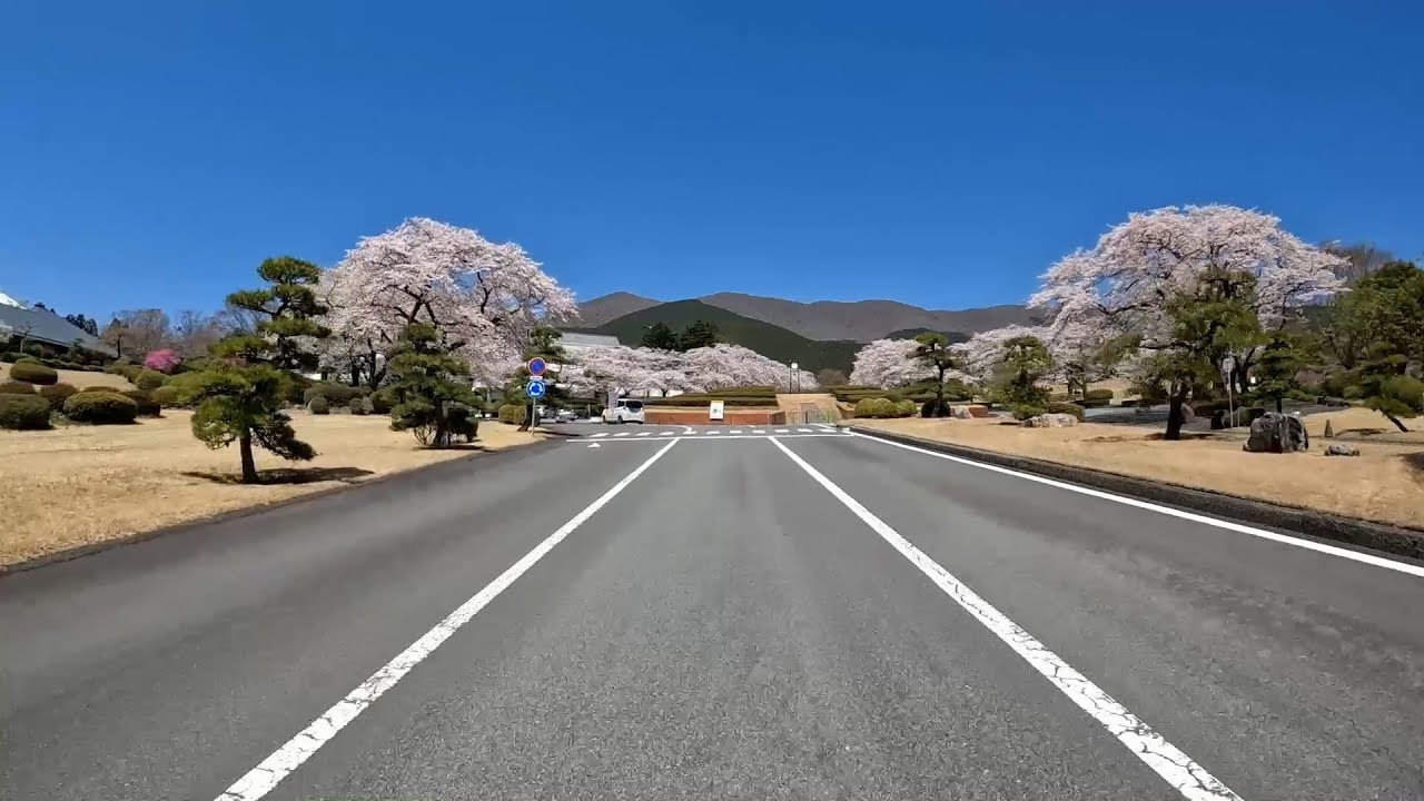 富士霊園の桜 Japanese Cherry Blossom (Sakura)