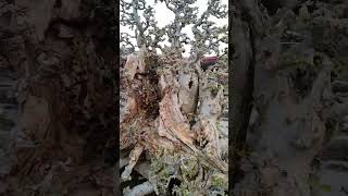 Download lagu bonsai serut dari bonggol besar mp3 Download lagu bonsai serut dari bonggol besar mp3