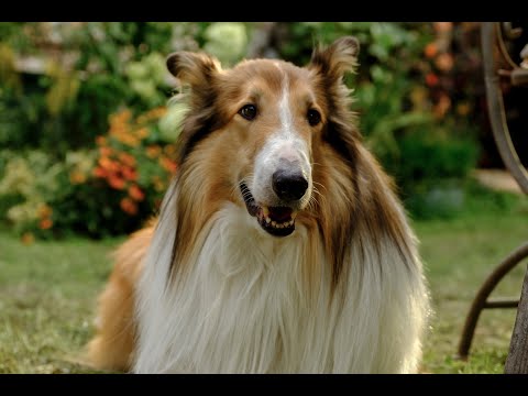 Lassie - o noua aventura 