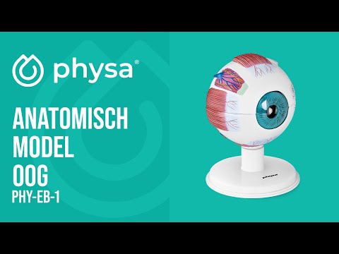 Video - Anatomisch model oog - schaal 6:1