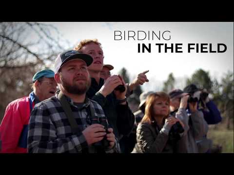Tree Swallow vs Violet Green - a tiny series