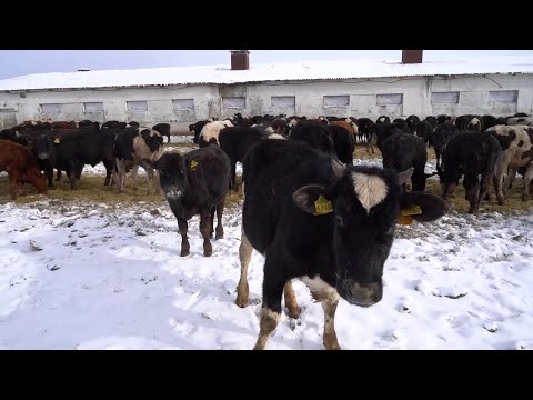 КФХ «Комарова»: трупы животных и антисанитария в коровниках привели фермера под суд