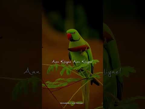 Reel tagged #lyrics