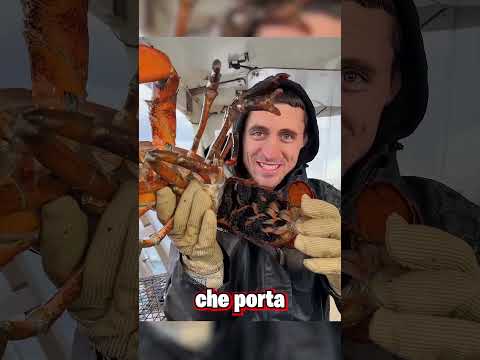 Perché Quest'Uomo Sta Ributtando In Mare Le Aragoste Che Pescato?😱