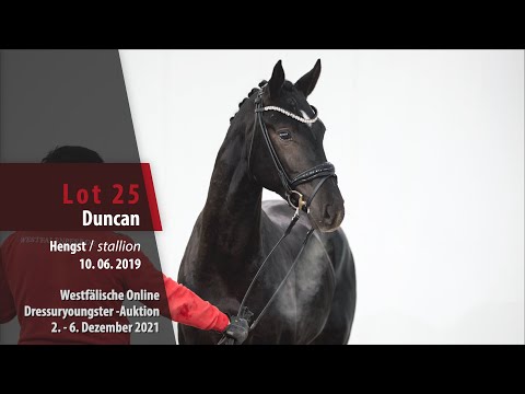 Online Dressuryoungster-Auktion Lot 25 Duncan Hengst v. Dante's Junior - Sir Heinrich