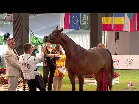 N120 EMANDILLA - 2020 PRIDE OF POLAND - 42nd Arabian Horse National Show - 7-10 Years Old Mares ...