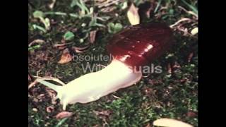 A Predatory Snail - escargot eats escargot A Predatory Snail - escargot eats escargot