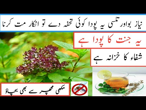 NiazboTulsi Niazbow Basil Plant Care & benefits In Urdu And Hindi. |#naizbo