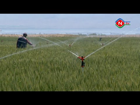 Ailə təsərrüfatları - 07.07.2021