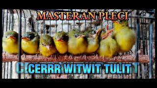 Download lagu PALING DI CARI MASTERAN PLECI NEMBAK CERR WITWIT TULIT TULIT mp3