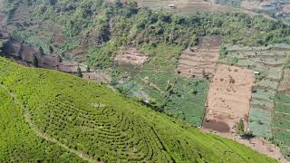 Download lagu Free Footage Kebun Teh | Video Gratis 11 mp3