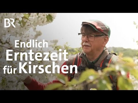Kirschen ernten und verarbeiten: Vom Baum bis in die Flasche | Zwischen Spessart und Karwendel | BR