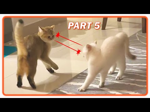 When SMALL Cat Meets BIG Kitten The FIRST TIME : Part5 😹 British Shorthair How To INTRODUCE NEW CATS