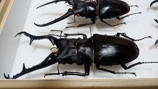新年なので去年集めたカブトムシとクワガタの標本を紹介する
