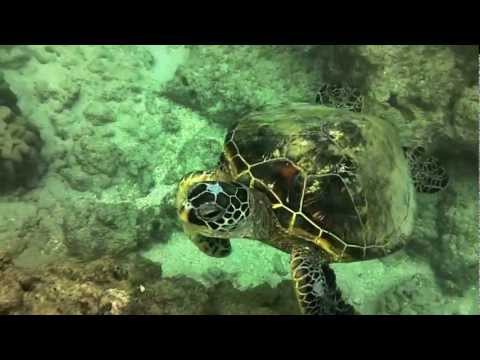 Close Encounters - Hanauma Bay Hawaii