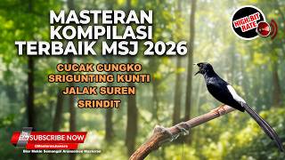 Download lagu 🔴 Live Masteran Kompilasi Terbaik MSJ Cucak Cungkok vs Srigunting Gacor vs Srindit vs Jalak Suren mp3