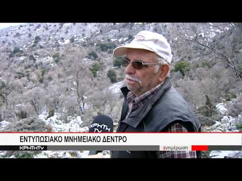 ΣΤΟ ΟΡΟΠΕΔΙΟ ΚΑΘΑΡΟΥ ΤΟ ΜΕΓΑΛΥΤΕΡΟ ΠΟΥΝΑΡΙ ΤΗΣ ΕΛΛΑΔΑΣ