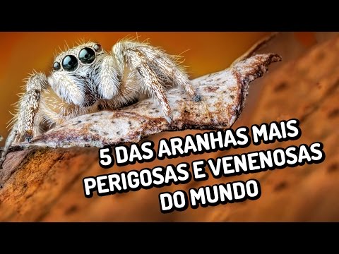 As 5 aranhas mais perigosas e venenosas do mundo