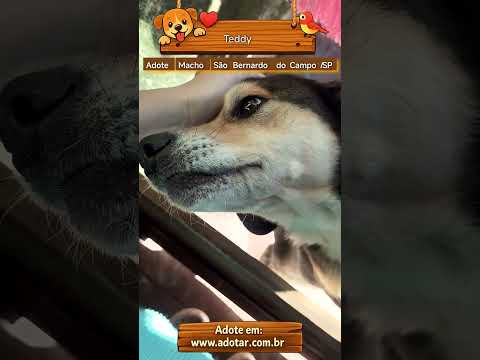 Vídeo de Teddy