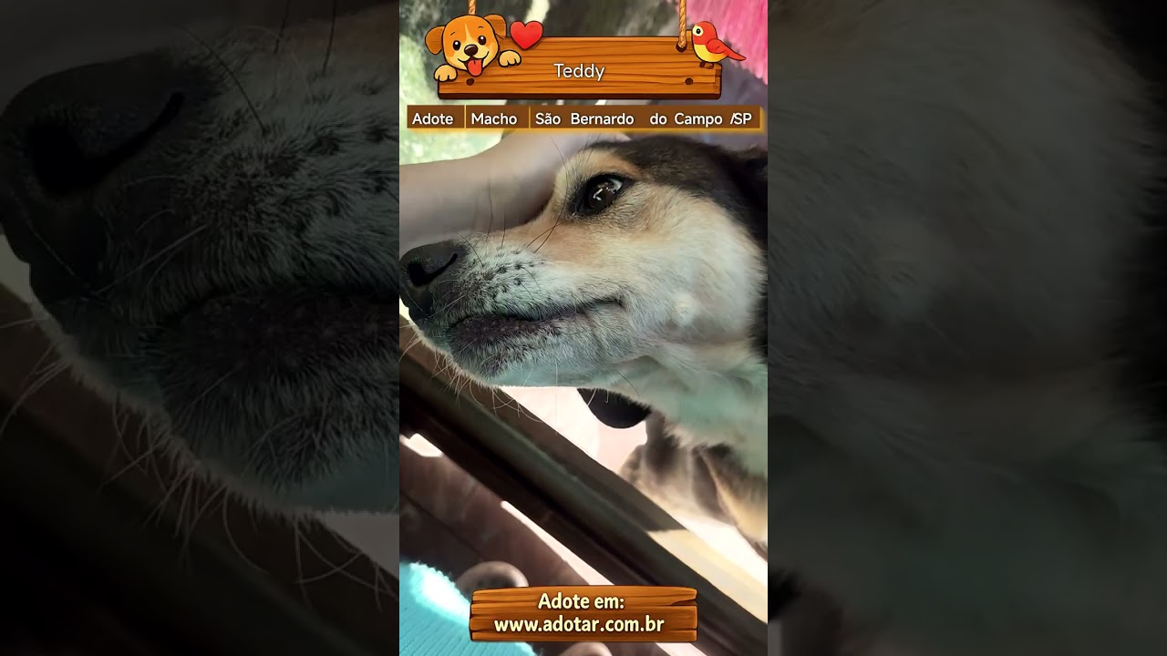 Cachorro raça SRD-ViraLata idade 6 ou mais anos nome Teddy