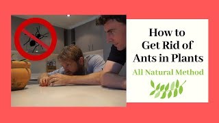 Ants in Potted Plants  - Get Rid of Ants Fast!