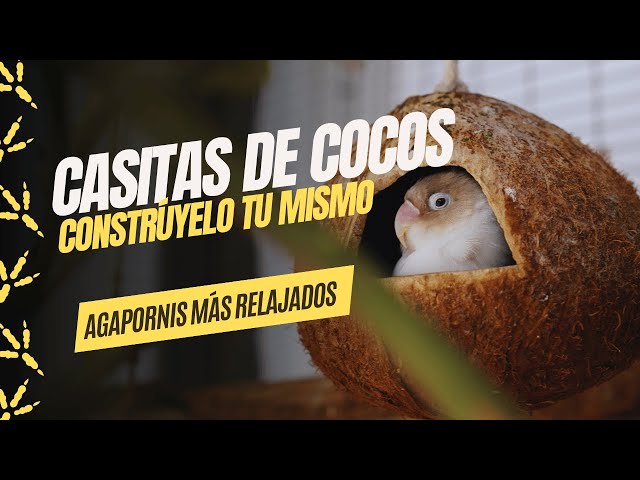 Vídeo relacionado con Niteangel - Escondite de Coco 100% Natural con Escalera, pájaro y Juguete de Animales pequeños
