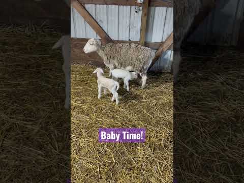 , title : 'Baby Lambs | 1 Hour Old Dorper Cross'