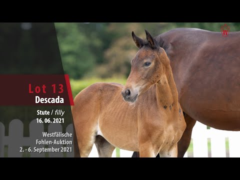 Fohlen-Auktion Lot 13 Descada Stute v. Diamond Deluxe - Ferragamo